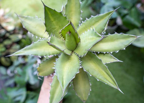 Agave kercovei x titanota NO.2