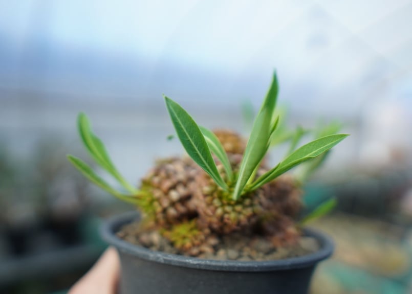ユーフォルビア 鉄甲丸 Euphorbia bupleurifolia E7 | mana'