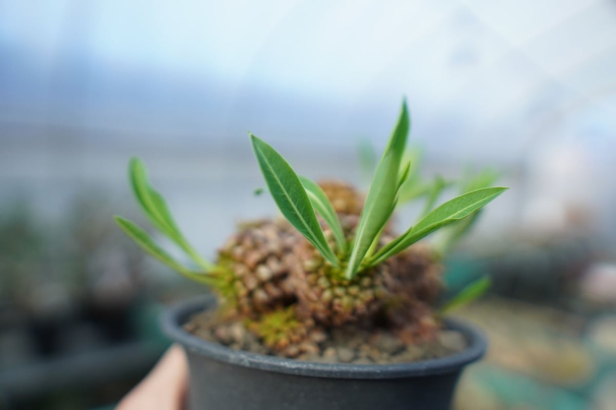 ユーフォルビア 鉄甲丸 Euphorbia bupleurifolia E7 | mana'