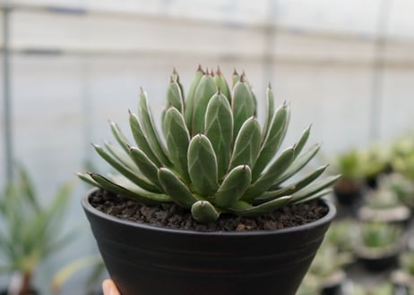 agave formosa '雪嶺'