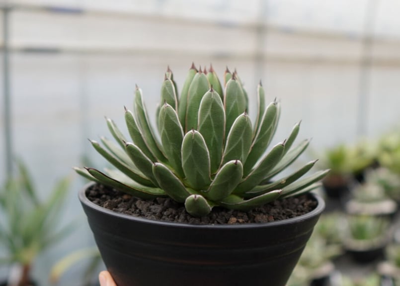 agave formosa '雪嶺' | mana's farm:塊根植物・アガベ