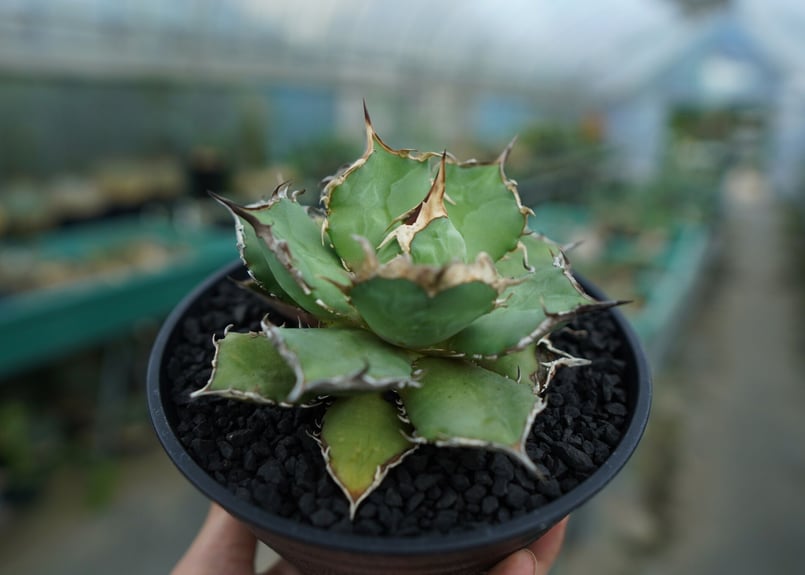 アガベ チタノタ 烈焔 Agave titanota 