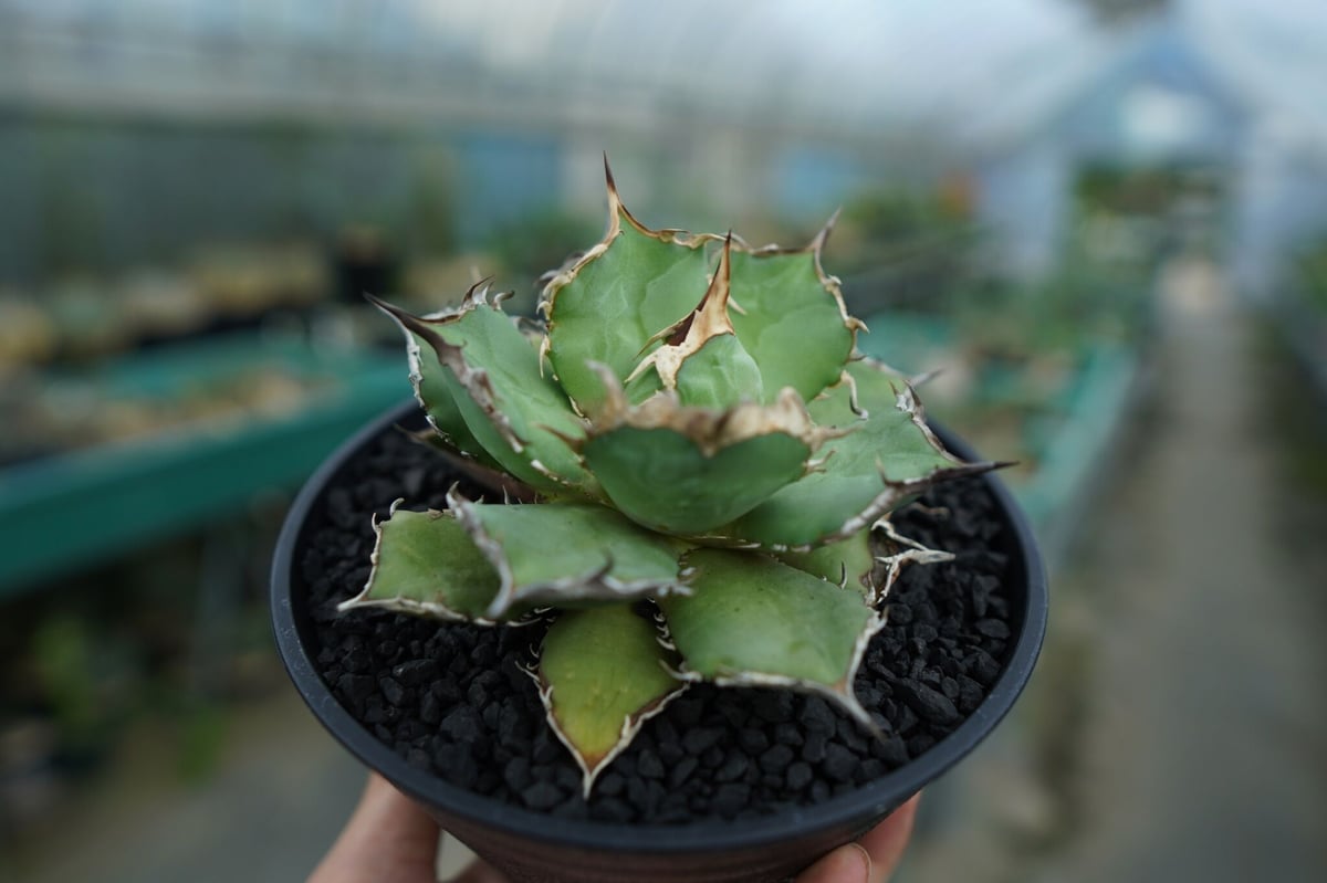 多肉植物 【特選】アガベ チタノタ農大厳竜強棘極上株 3株同 - 観葉植物