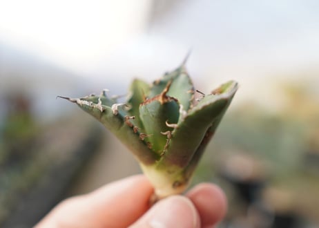 agave titanota FO-76  No.16