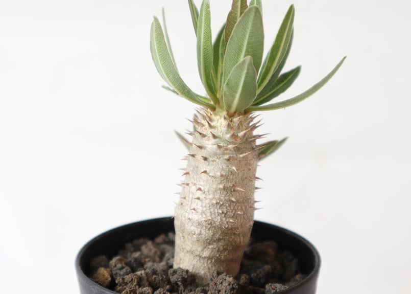 パキポディウム イノピナツム【希少・優良大株】※メルカリ便発送 パキポディウム イノピナツム 国内実生 | mana's farm:塊根植物