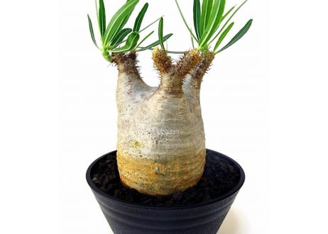 Pachypodium Gracilius パキポディウム  グラキリス  №１