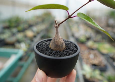 ペトペンチア　ナタレンシス　Petopentia natalensis  No.2