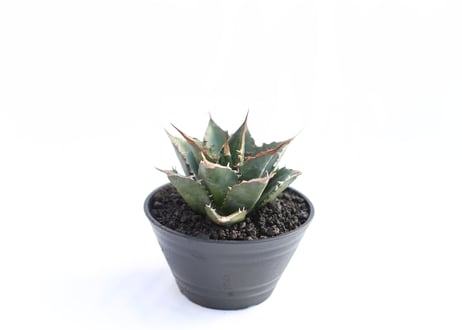Agave titanota FO-76  compacta  no.３