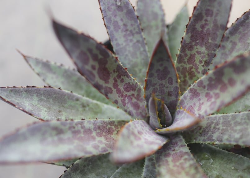 マンガベ ブラッドスポット × パープルピープルイーター オリジナルhyb. PW公式オンラインストア / 【通常商品】マンガベ パープル