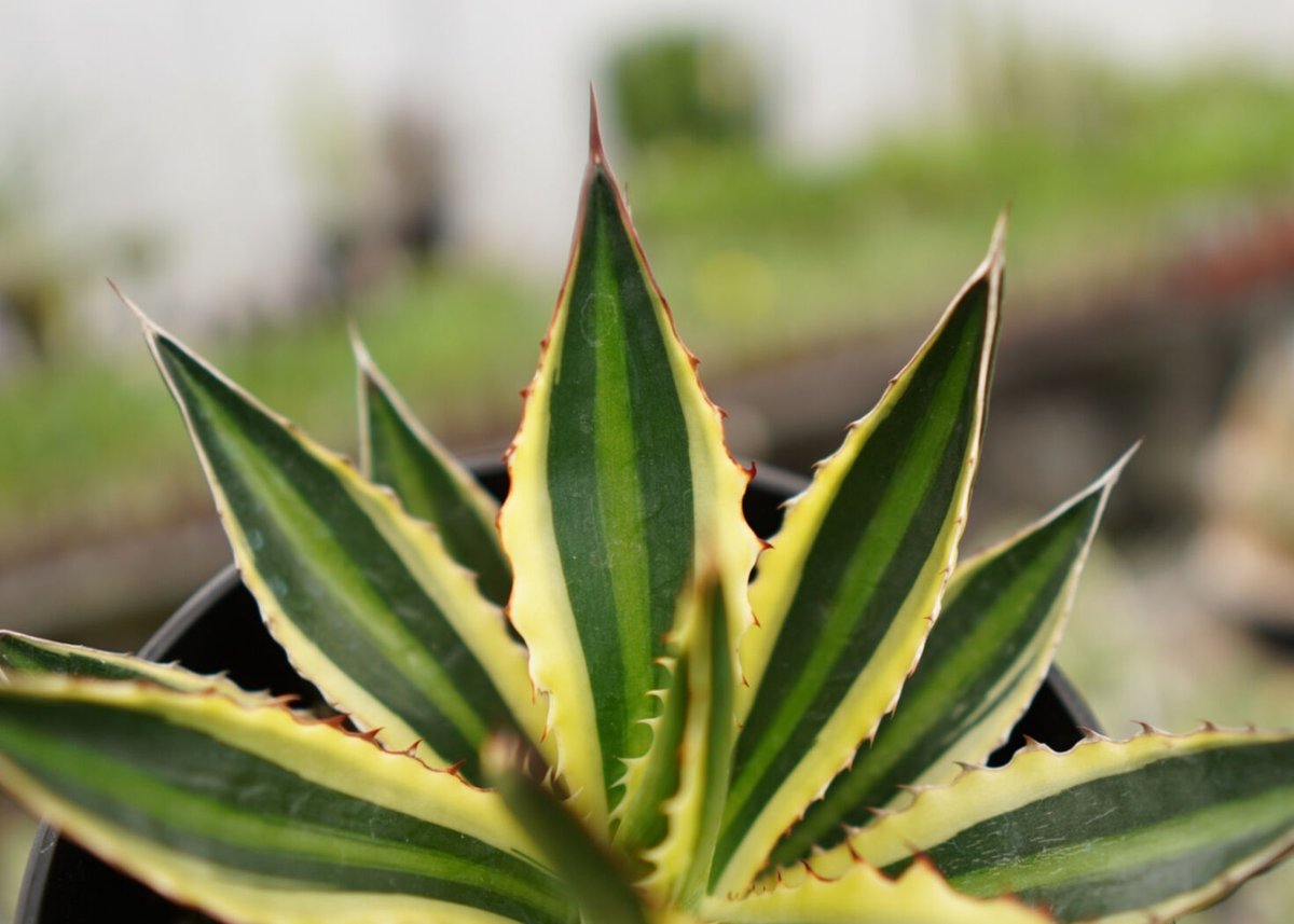 アガベ ロファンサ クアドリカラー 五色万代 NO.2 | mana's farm:塊根植