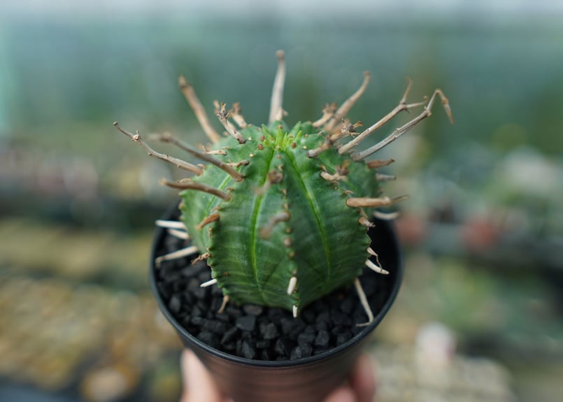 ユーフォルビア スーパーバリダ Euphorbia super valida | mana's