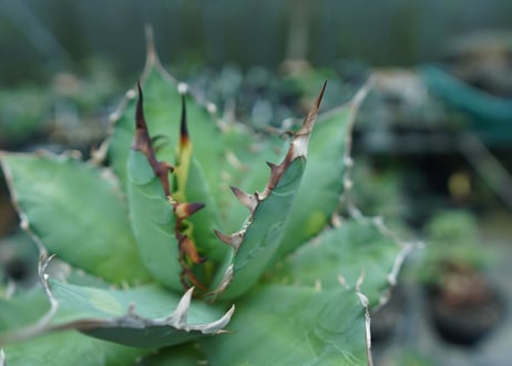 アガベ　チタノタ　FO-76　agave titanota  FO-76  No.2