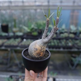 手乗りグラキリスをアップします。 | mana's green:塊根植物販売 手乗りグラキリスをアップします。 | mana's green:塊根植物販売