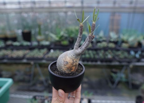 【発根管理中】パキポディウム　グラキリス　 Pachypodium Gracilius  No.3