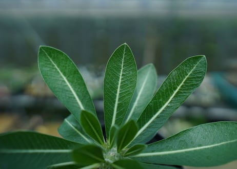 パキポディウム　恵比寿大黒　Pachypodium Densicaule　No.7