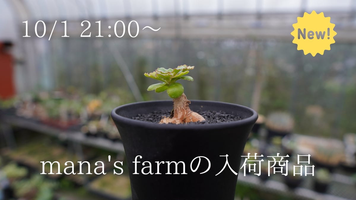 オントナ　アルブスクラ　灌木　塊根植物　冬型　現地球 オントナアルブスクラ灌木塊根植物冬型現地球