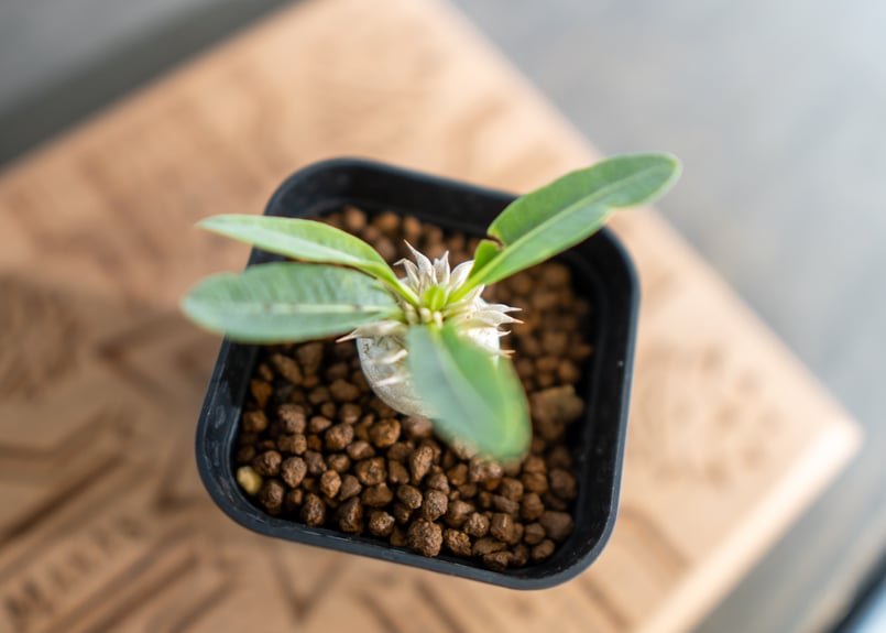塊根植物　ブレビカレックス パキポディウム ブレビカリックス【650】 | PROTOLEAF プロトリーフ