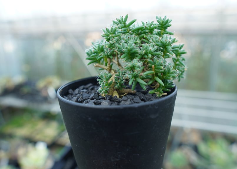 トリコディアデマ ステラツム Trichodiadema stellatum No.2 |