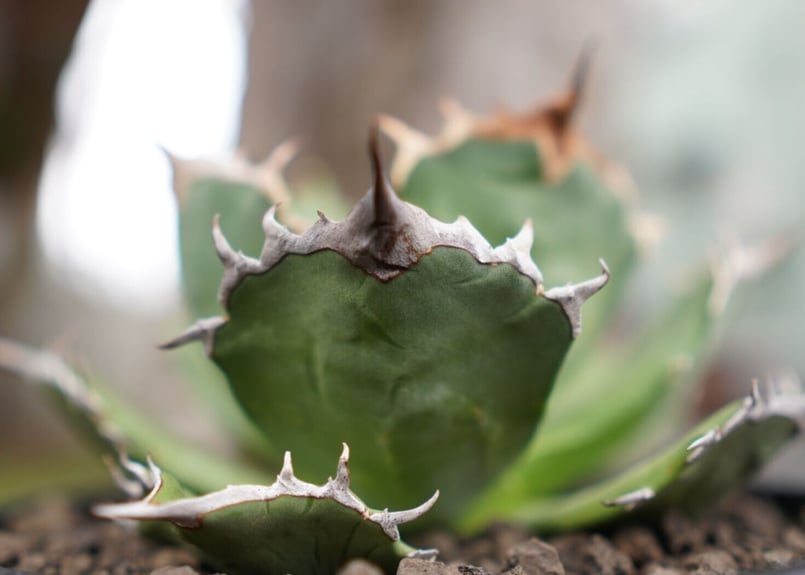 No.009【 AGAVE TITANOTA 】強棘 まん丸 ボールタイプ ほしい No.009【 AGAVE TITANOTA 】強棘 まん丸 ボールタイプ ほしい