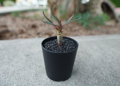 【沖縄実生株】パキポディウム　バロニー　Pachypodium baronii  No.1