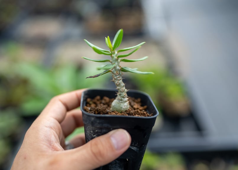 パキポディウム ビスピノーサム 沖縄実生 | mana's farm:塊根植物