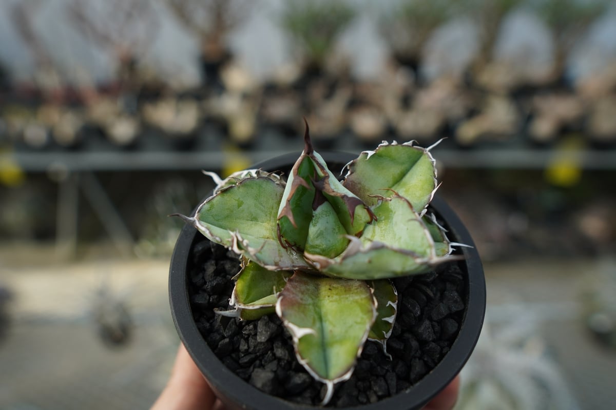 多肉植物アガベ オルカ 極上子株（多肉植物アガベ チタノタ 鬣蜥Iiexi 