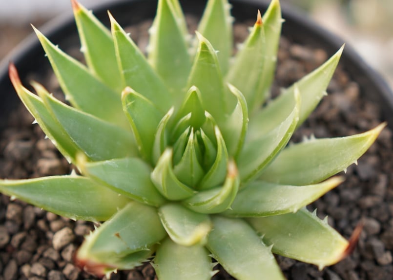 アロエ ポリフィラ No.1 | mana's farm:塊根植物・アガベ・ドライ