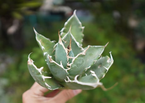 Agave titanota 白鯨 A NO.3