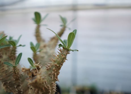 パキポディウム　デンシフローラム　Pachypodium densiflorum　No.4