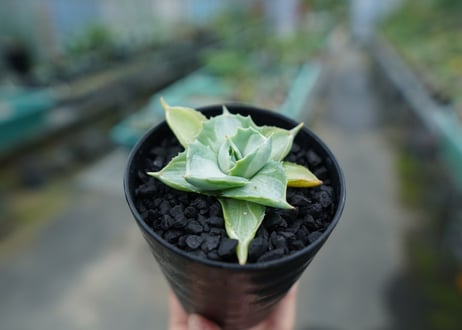 アガベ　王妃雷神錦　Agave　“Ohi Raijin Nishiki ”