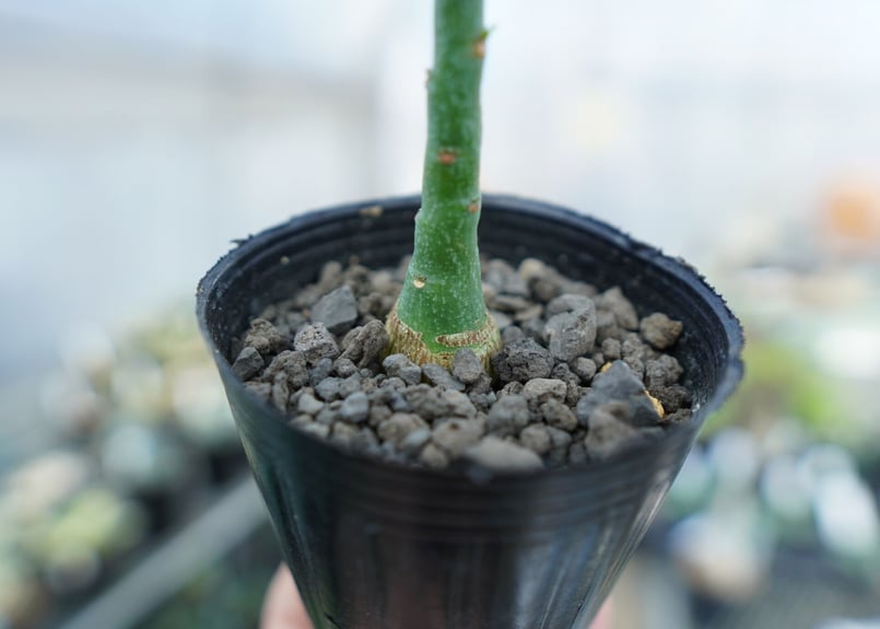 アデニア グラウカ Adenia Glauca No.3 | mana's farm:塊根植物