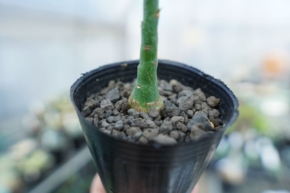 アデニア グラウカ Adenia Glauca No.3 | mana's farm:塊根植物