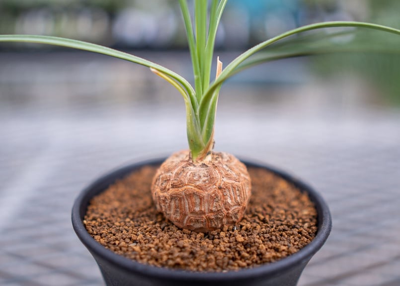 ボーカルネア グラキリス | mana's farm:塊根植物・アガベ・ドライ