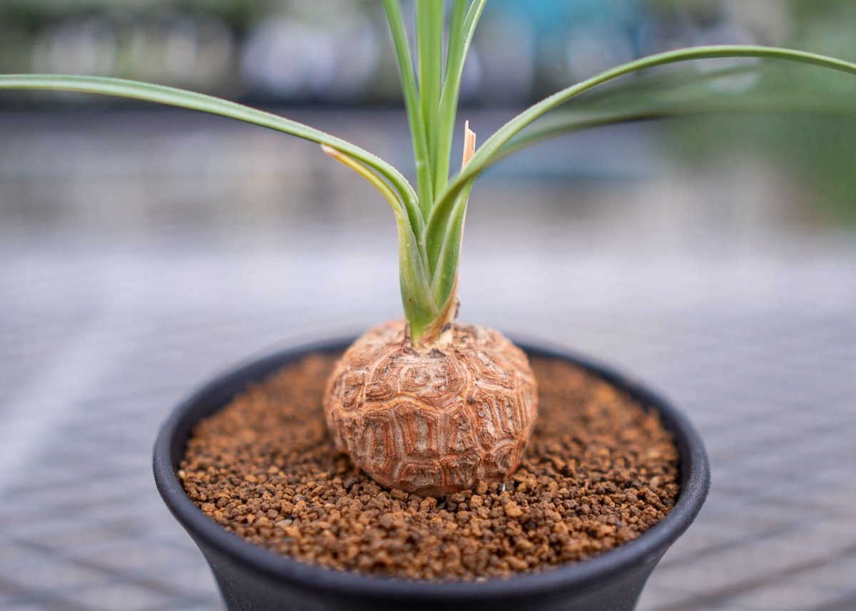 ボーカルネア グラキリス | mana's farm:塊根植物・アガベ・ドライ