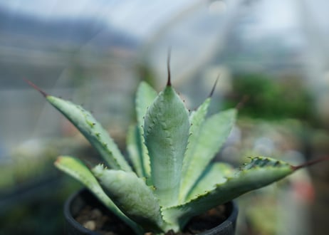 アガベ　マクロアカンサ×ポタトラム　 Agave macroacantha×potatorum
