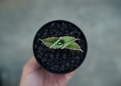 アガベ　チタノタ　追星 agave titanota cok