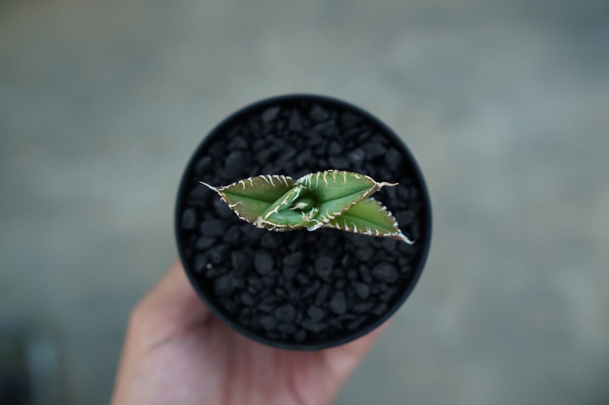アガベ チタノタ 追星 agave titanota cok | mana's farm:塊根