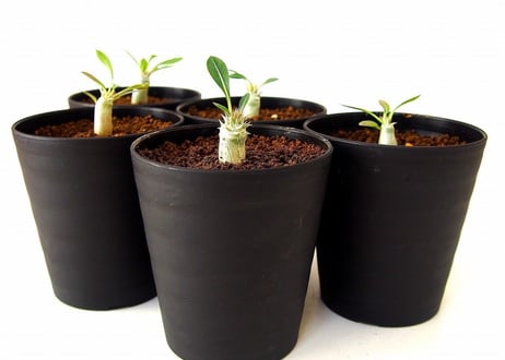 Pachypodium rosulatum var. horombense　パキポディウム ホロンベンセ　実生苗  №3