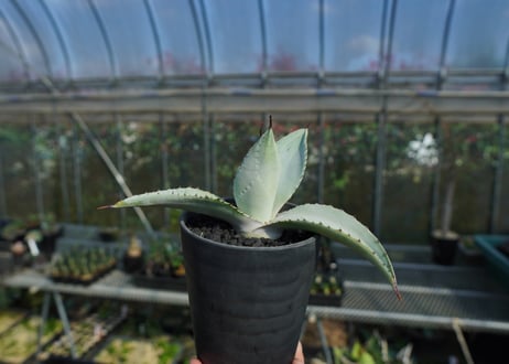 アガベ　ドラゴントゥース　Agave Dagontoes　No.1