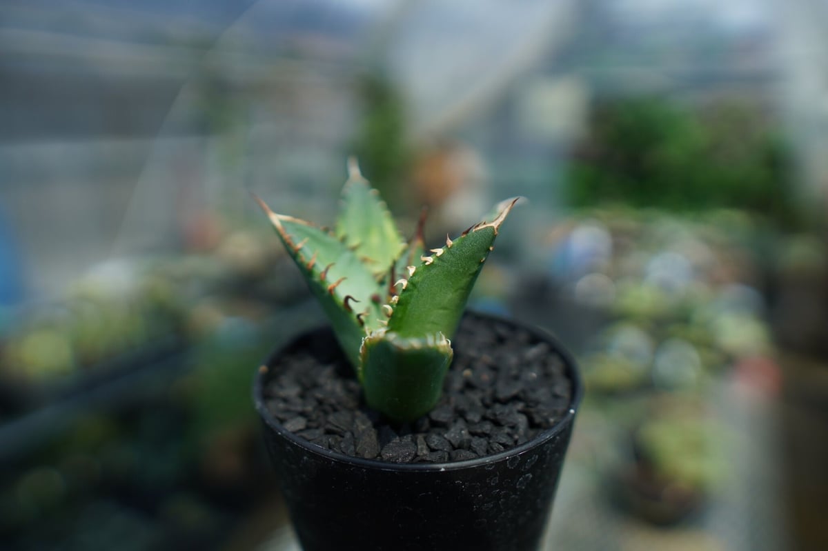 アガベ デザートライトニング アテナータハイブリッド黄中斑 アガベ