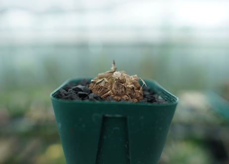 亀甲竜　Dioscorea elephantipes　No.1