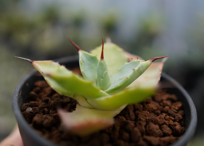 アガベ 雷神 《2》 | mana's farm:塊根植物・アガベ・ドライガーデン