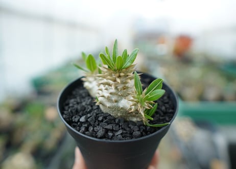 パキポディウム　恵比寿大黒　Pachypodium Densicaule　No.3