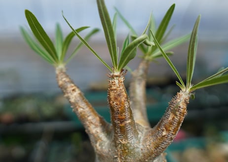 パキポディウム　グラキリス　 Pachypodium Gracilius  No.2