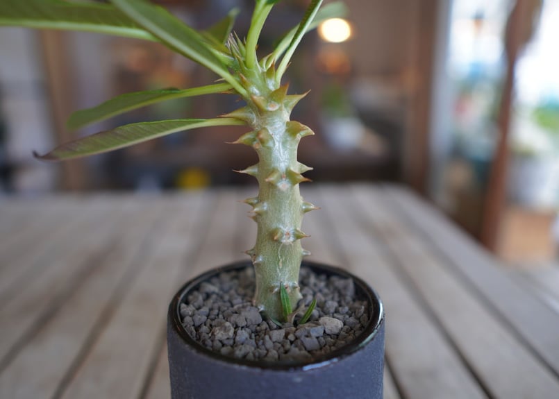 パキポディウム バロニー 実生 Pachypodium baronii | mana's gr...