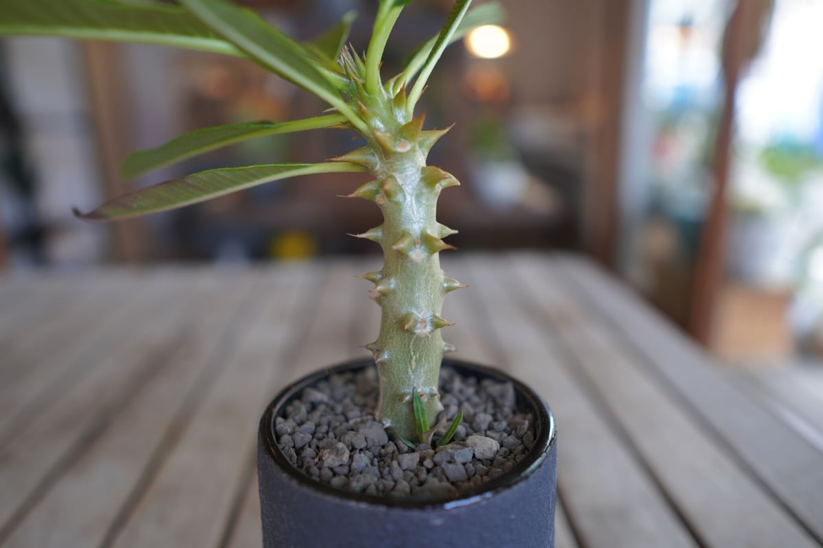 パキポディウム バロニー 実生 Pachypodium baronii | mana's fa