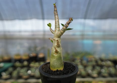 アデニウム　Adenium　No.20