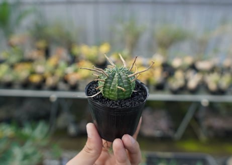 ユーフォルビア　スーパーバリダ　Euphorbia super valida  No.4