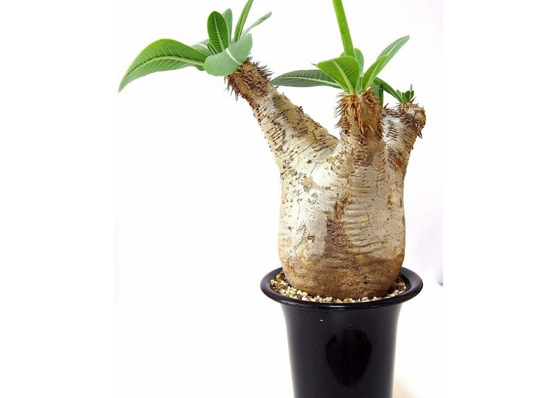 パキポディウム エブレネウム Pachypodium eburneum №1 | mana'
