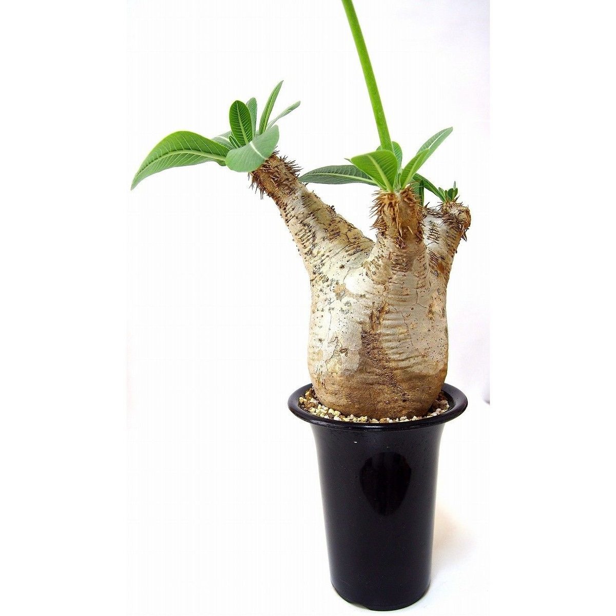 パキポディウム エブレネウム Pachypodium eburneum №1 | mana'